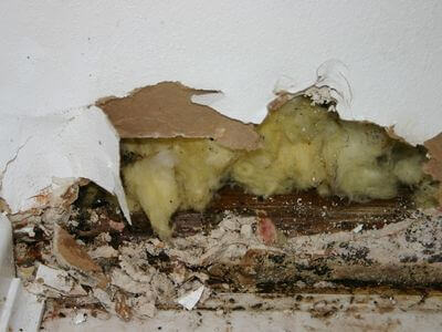 About Payson Mold Specialist - mold removal experts in Payson, UT